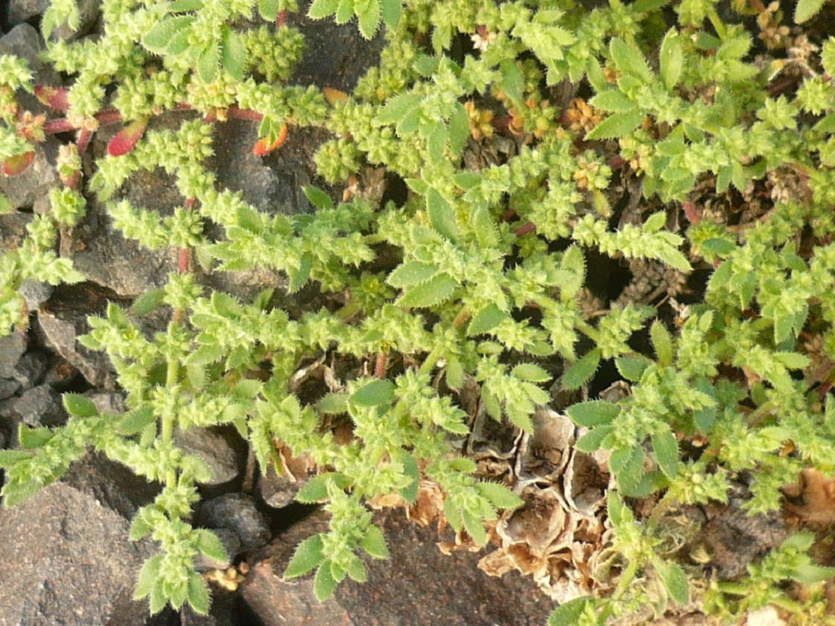 Herniaria hirsuta (Caryophyllaceae)